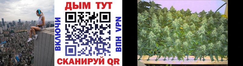 МАРИХУАНА семена  Купить где  Ярославль 